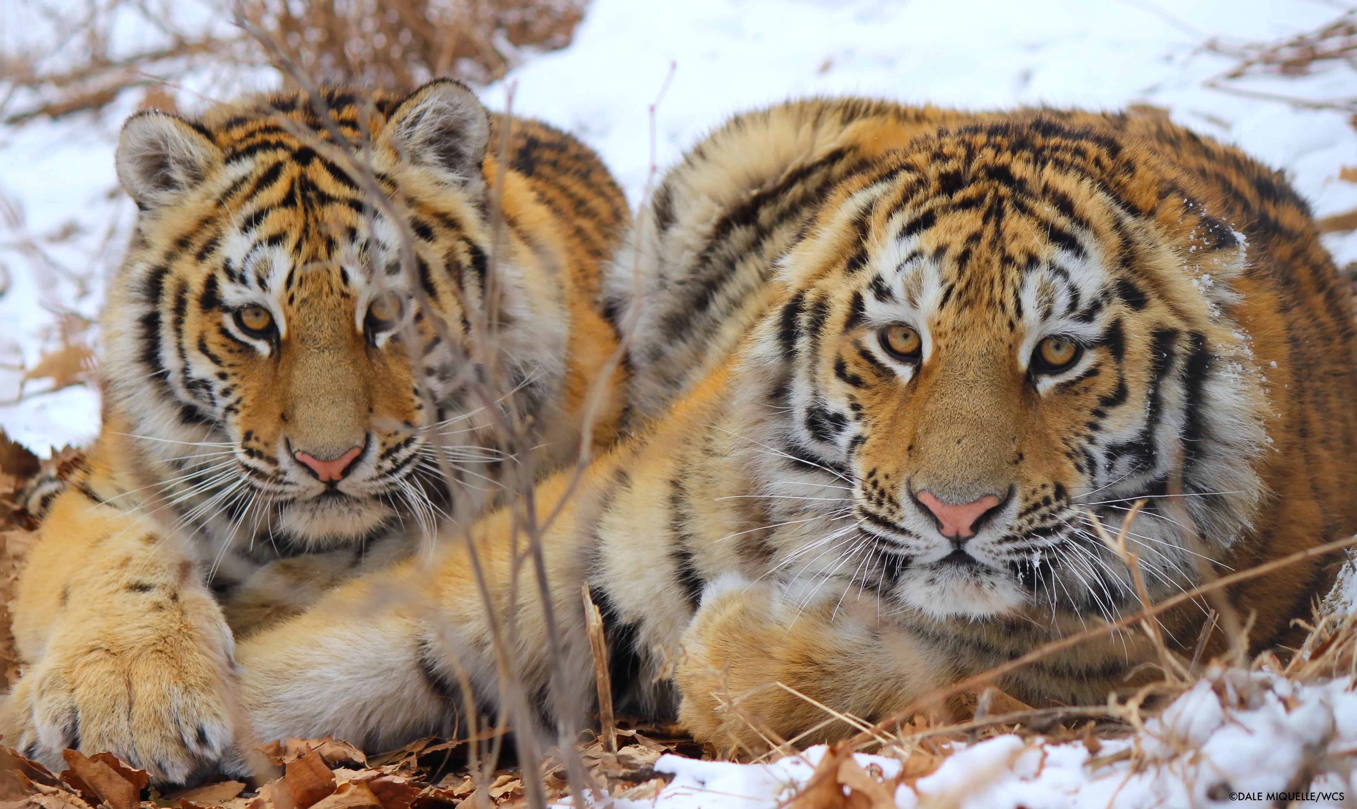 photo-4-amur-tigers-credit-dale-miquelle