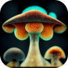 magic-mushrooms-2